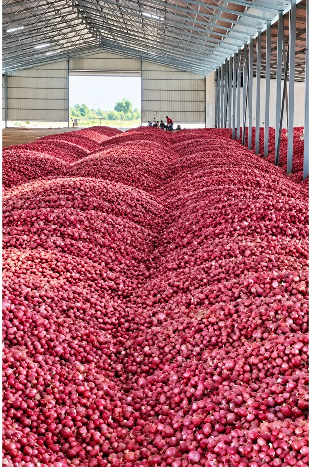 Red onions spread inside a large shed