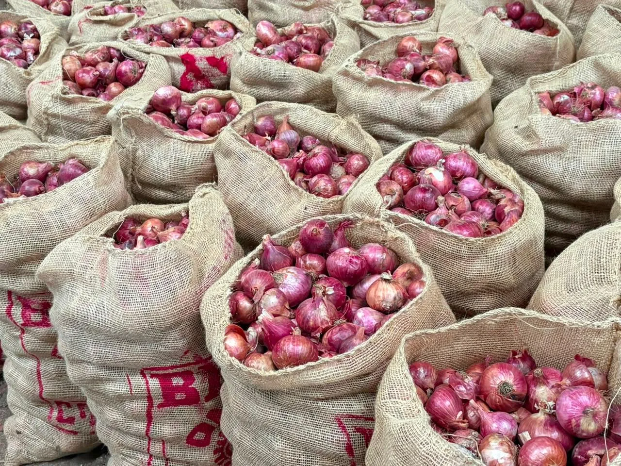 Red onions packed in open jute sacks